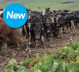 beef cattle next to Gallagher H.D. Multi Wire Ring Top Fence Post and electric fence wire