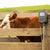 A digital cattle scale indicator clipped to a wooden fence next to a brown and white cow in an outdoor paddock.
