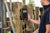 Rancher weighing cattle with the Gallagher W-1 Livestock Scale Indicator