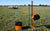 Installed Gallagher SmartFence with sheep and green grass pasture