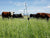 Pasture Tumble Wheels built by Gallagher Electric Fence holding cattle inside a pasture