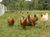 Hens and rooster in Electric Poultry Net Fence on green grass fed pasture