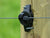 Gallagher G67304 Wood Post Claw Electric Fence Insulator on wooden post