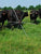 Beef cattle in pasture with moveable Gallagher Tumble Wheel Electric Fence Kit