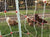 Premier 1  poultry netting with chickens