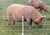250 Gallagher H.D. Tread-In Fence Posts | Free USA Shipping - Gallagher Electric Fence